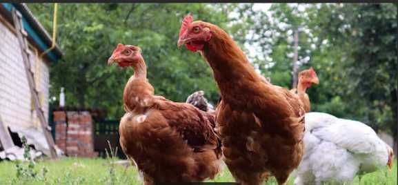 vendo frango do campo