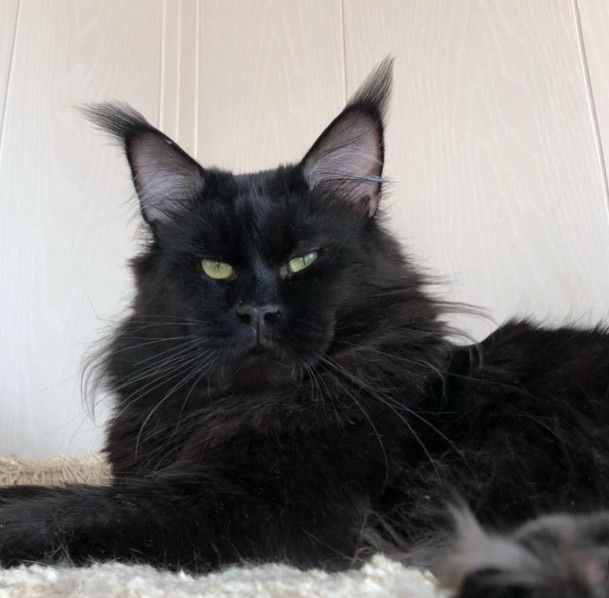 Мейн-Кун колір високе срібло