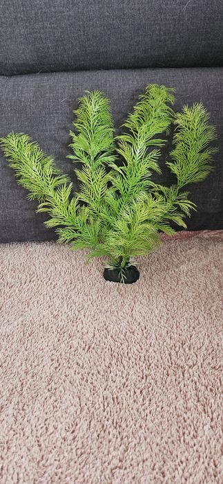 Zielona roślinka do akwarium