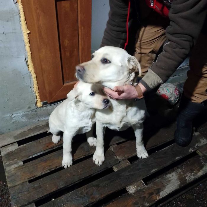 Продам Лабрадора