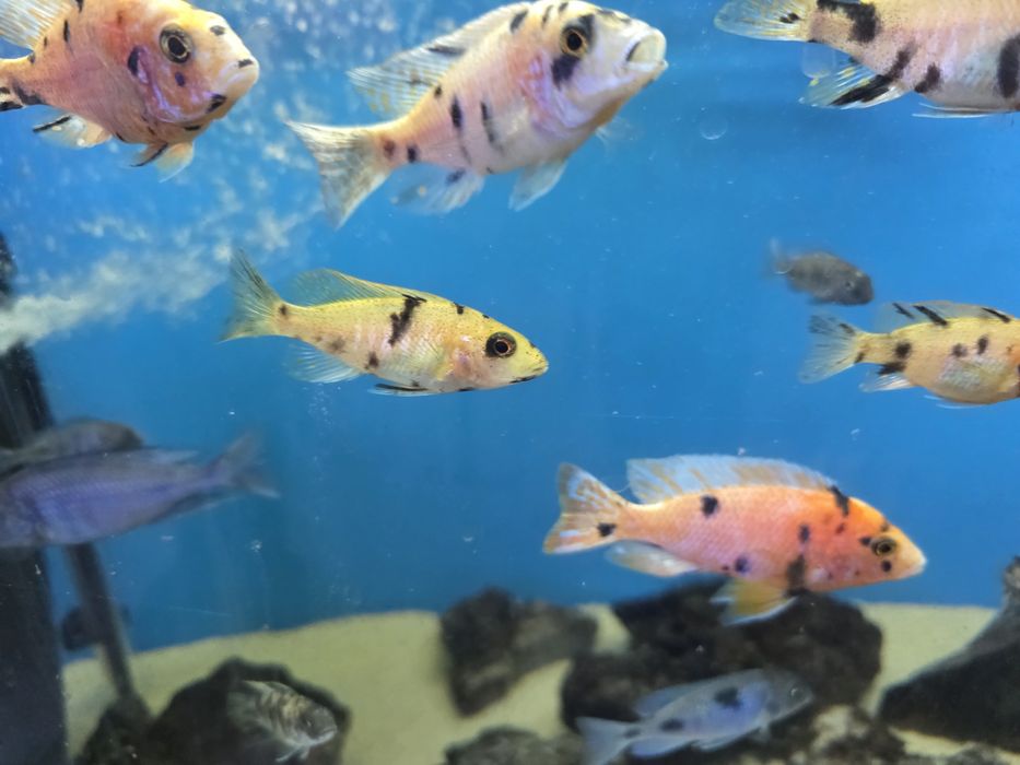 Pyszczaki Aulonocara marmelade ob