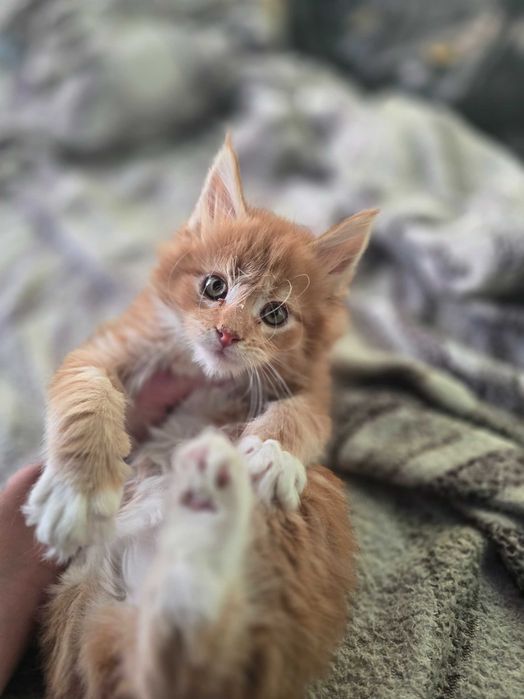 Котенок мейн-кун
