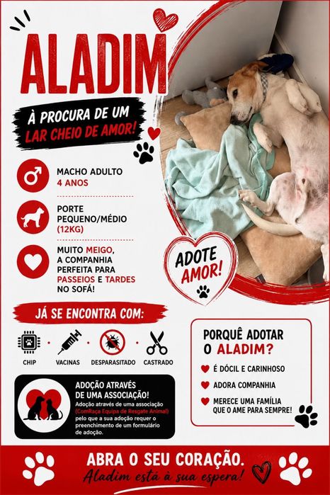 Macho adulto para adoção responsável