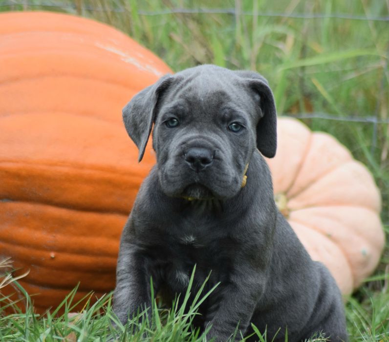 CANE CORSO szczenię z rodowodem ZKwP/FCI