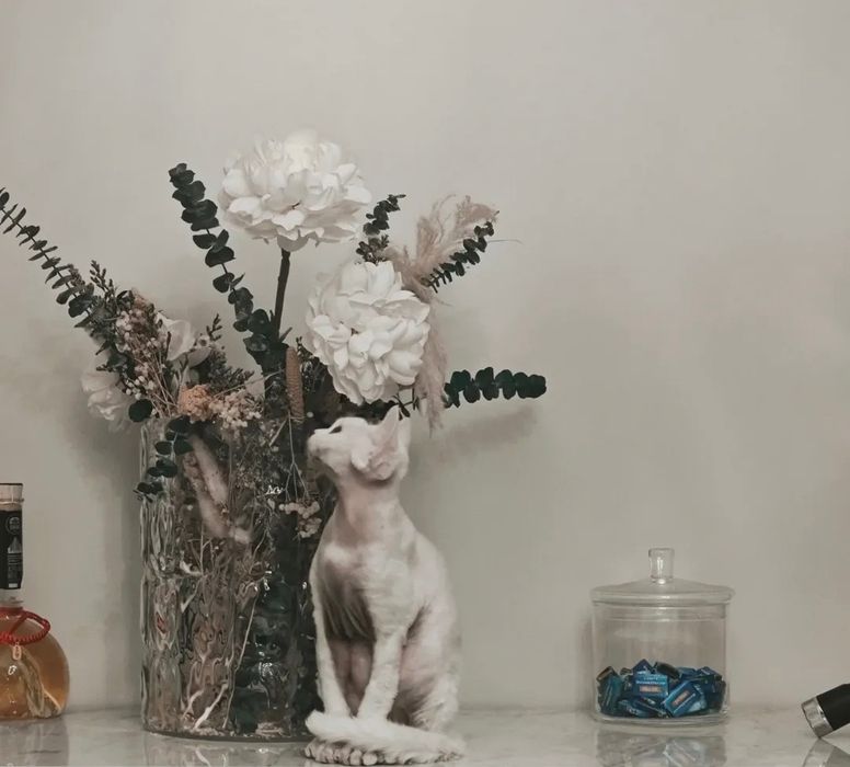 Devon Rex  bebê branco