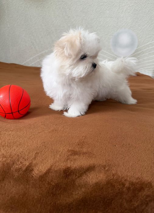 Мальтійська болонка дівчинка цуценя  КСУ мальтезе