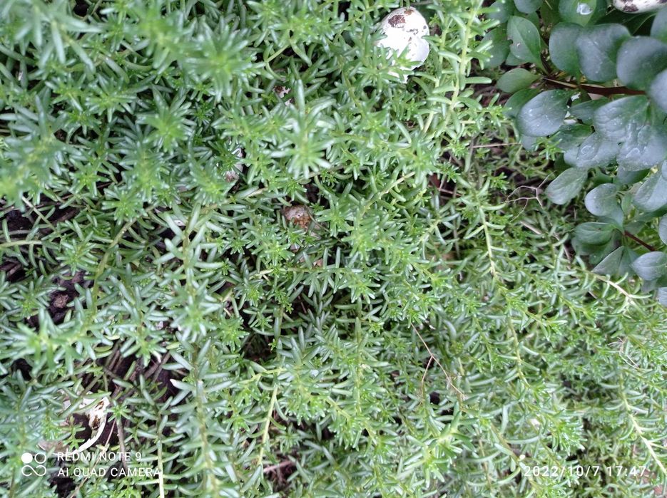 Садовое растение  мята, земляника