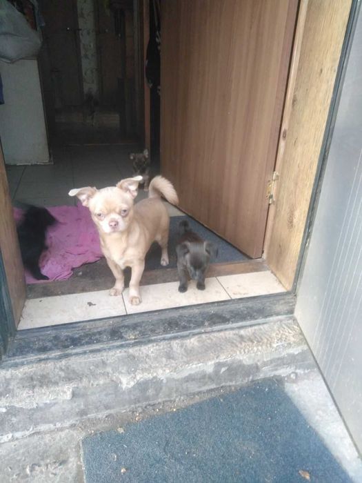 Щенята чихуахуа 2 місяці