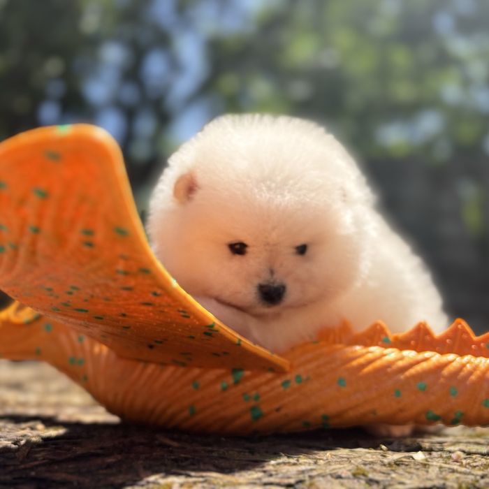 ляльковий ведмедик шоу классу