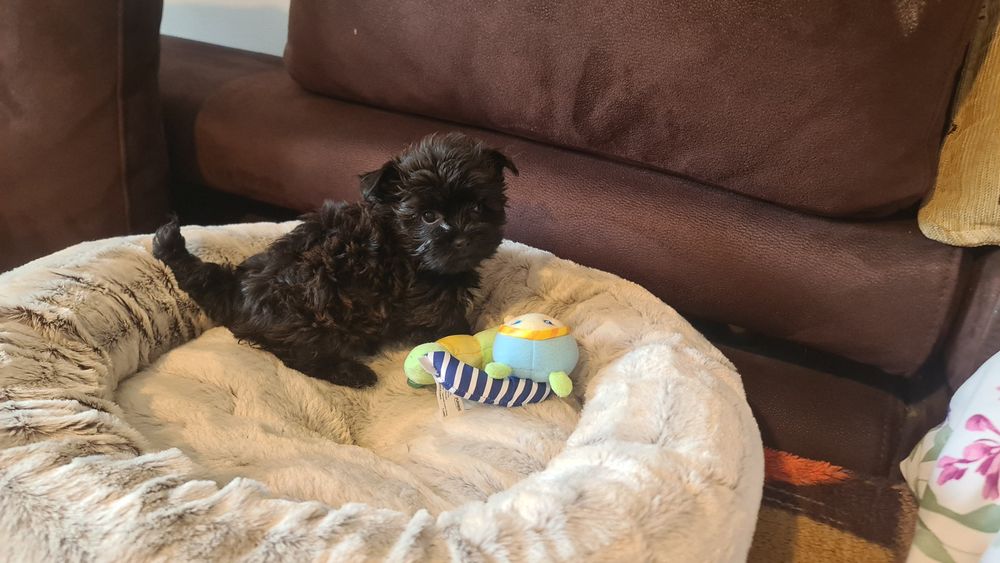 York black piesek