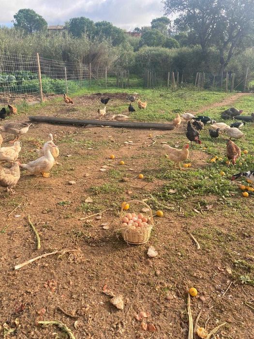 Ovos biológicos e galados ( 5€ a dúzia)