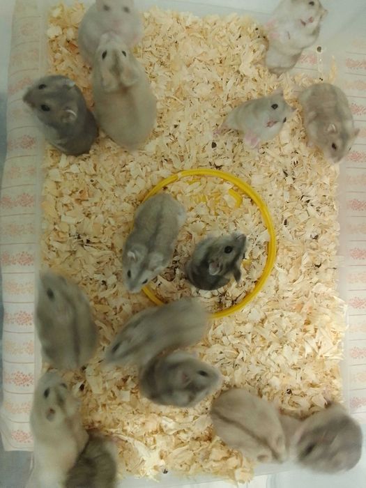 Chomiki Dżungarskie jasnobeżowe i jasnobrązowe