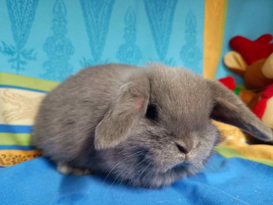 Sprzedam króliczki mini loop mini lop niebieskookie białe puchate