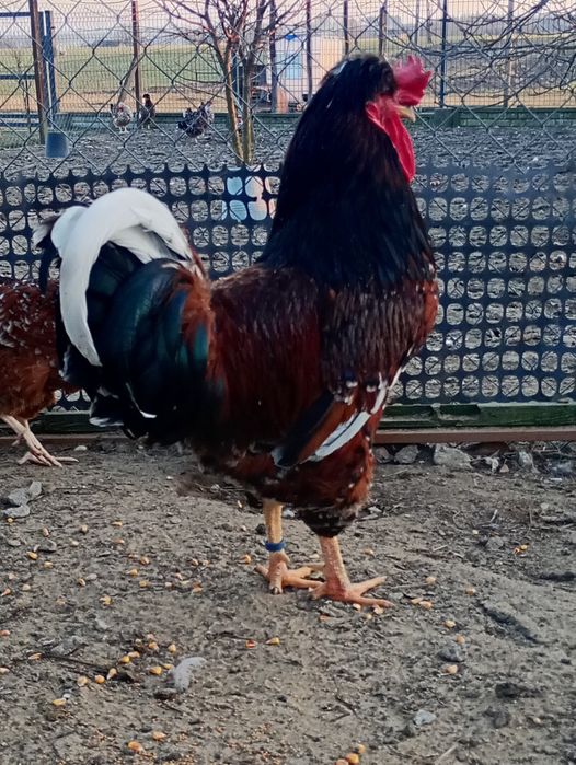 Czubatka staropolska jaja lęgowe