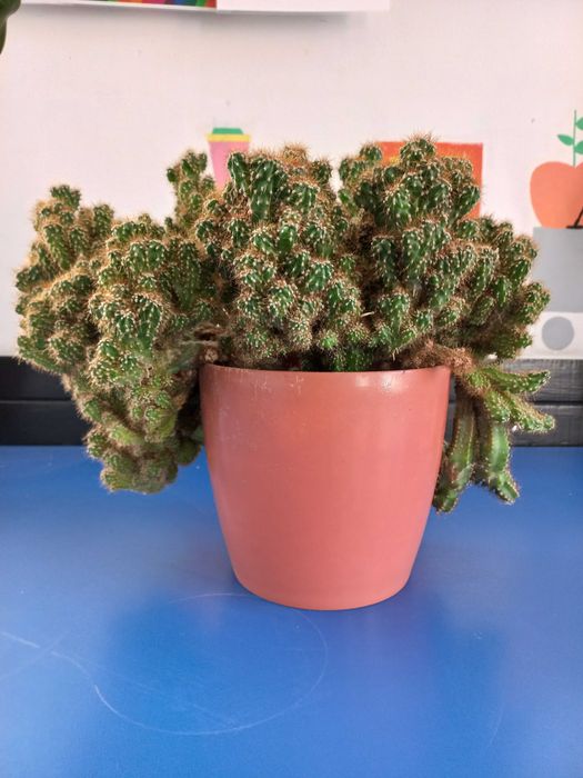 Кактус. Большое растение.