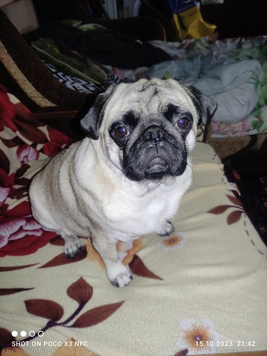 Ищем невесту мопсику