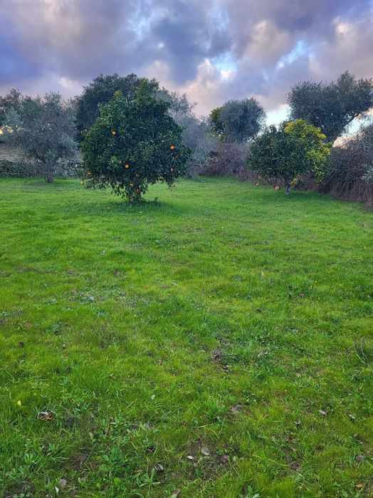 Terreno em cafede castelo branco
