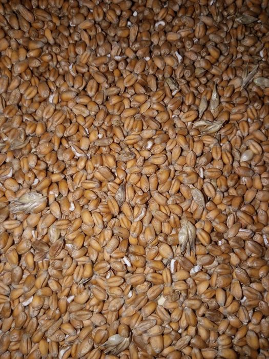 SprzedamPszenicę i jęczmień