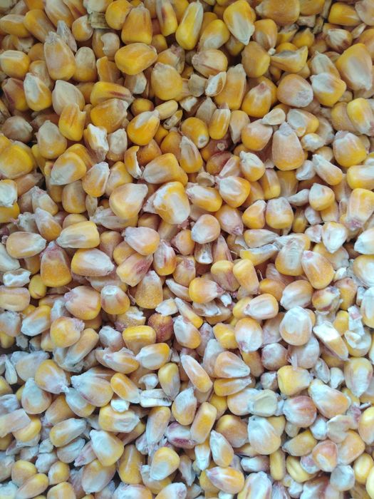 Кукурудза ціла продається