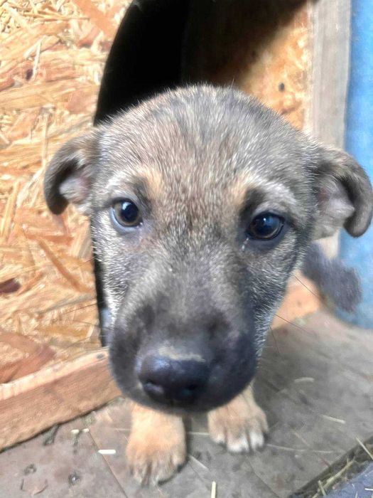 Крихітна дівчинка, 3 місяці, шукає родину!