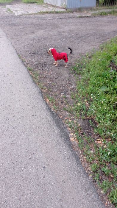 Развяза йоркширского терьера