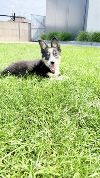 Border collie suczka