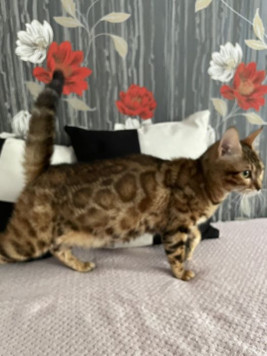 Бенгальські кошенята