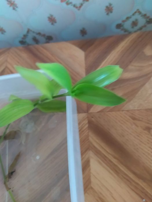 Традесканция зеленая