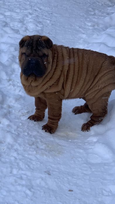 Мальчик шарпей щенок