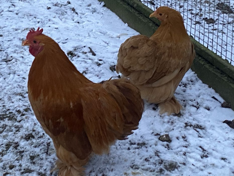 Kochin karzełak żółty para