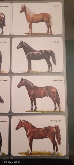 Calendário raça de cavalos