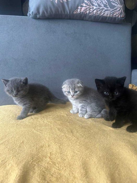 Кошенята скотіш фолд і скотіш страйт