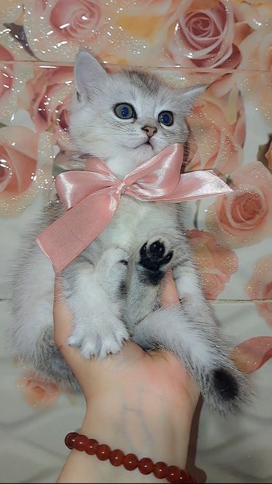 Кошеня, британське, ідеальний подарунок