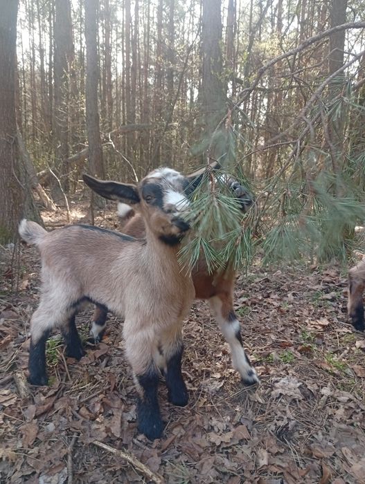 Koziołek mix alpejski