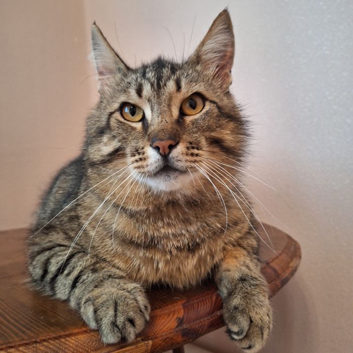 Крупний котик 7 кг