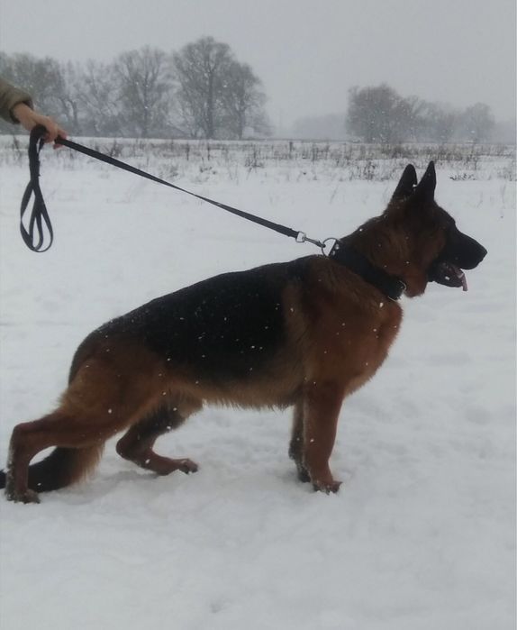 Німецька вівчарка