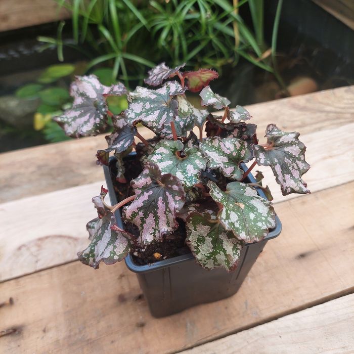 Plantas para terrarios