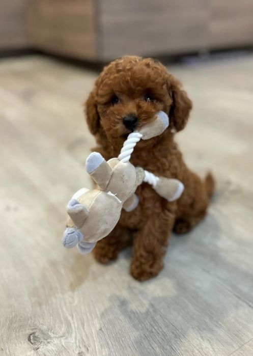 Супер красень хлопчик пудель