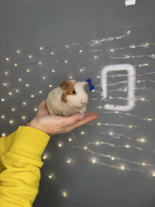 Морська свинка , guinea pig та апартамегти для них