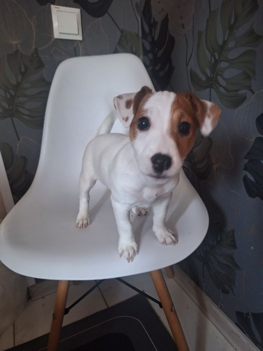 Два прекрасних цуценята Джек Рассела)))з 2ма вакцинами