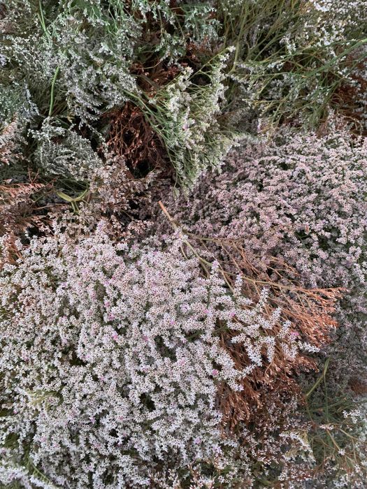 Zatrwian tatarski statycja drugi gatunek do malowania