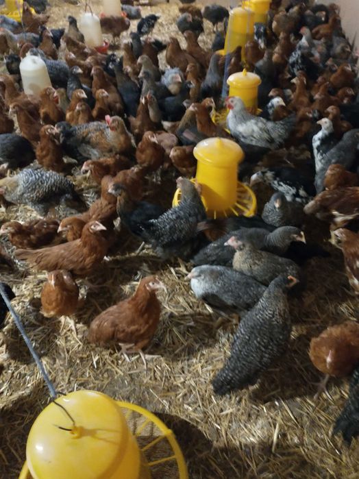 Młode kury nioski 9 tygodniowe