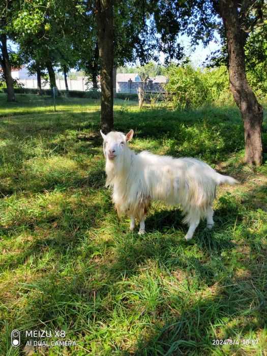 Віддам в добрі руки козлика