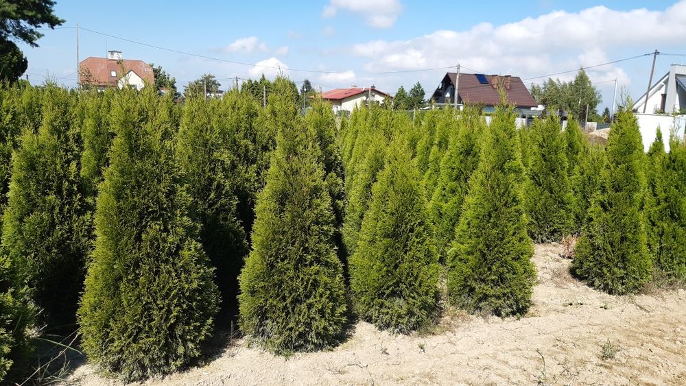 Mega gruba Tuja smaragd ( Tuja szmaragd) 160-180 cm wysokości