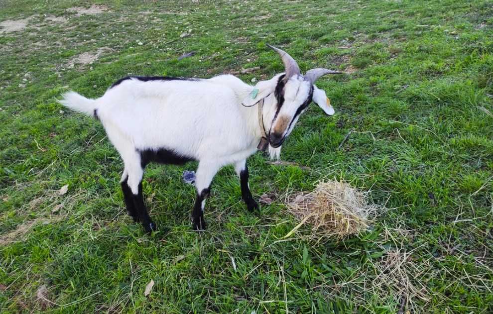 Venda de Cabras Serpentina - Excelentes para Produção de Leite e Carne