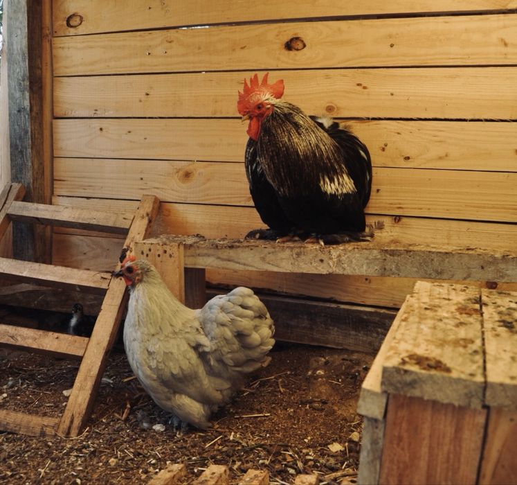 Tenho ovos galados e pintos das seguintes raças: