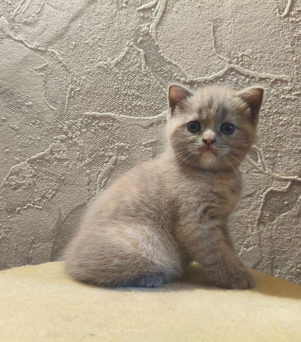Продам британських котят