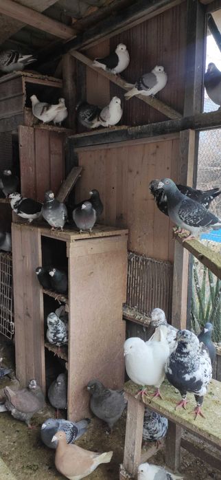 Gołębie Staropolskie