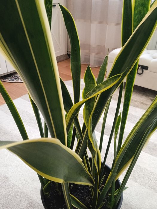 Сансеєверія -невибаглива красуня