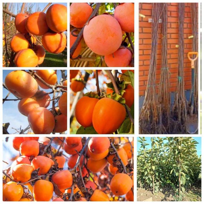 Справжні привиті саджанці хурми 2 та 3 роки,  хурма висотою 150-220 см